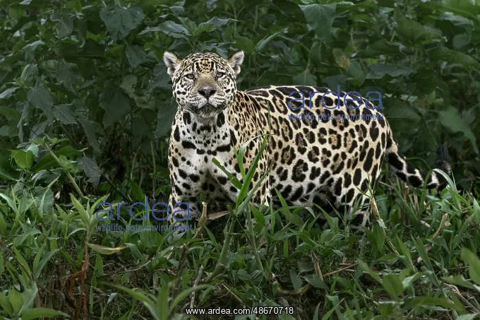: Jaguar along the river banks of Cuiaba River, Pantanal : Jaguar along the river banks of Cuiaba River, Pantanal