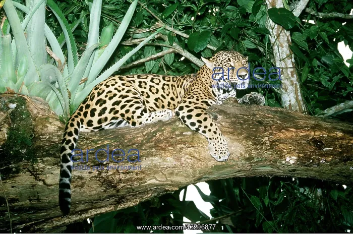 : JAGUAR - sitting on tree : JAGUAR - sitting on tree