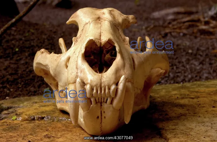 : Jaguar Skull : Jaguar Skull
