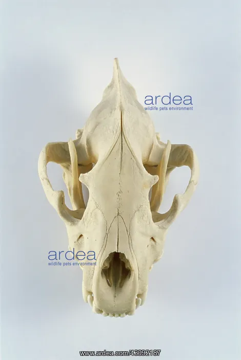 : Jaguar skull : Jaguar skull