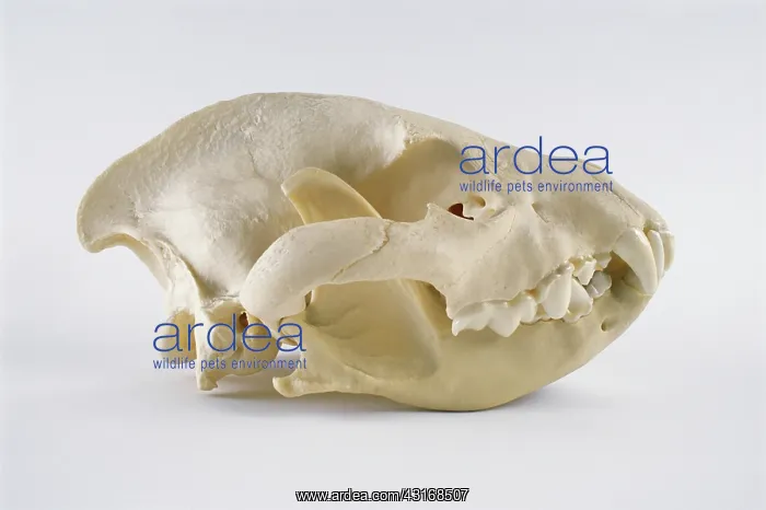 : Jaguar skull : Jaguar skull