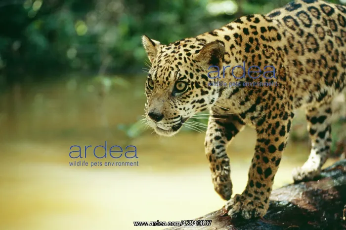 : JAGUAR - sub-adult male crossing river on log : JAGUAR - sub-adult male crossing river on log