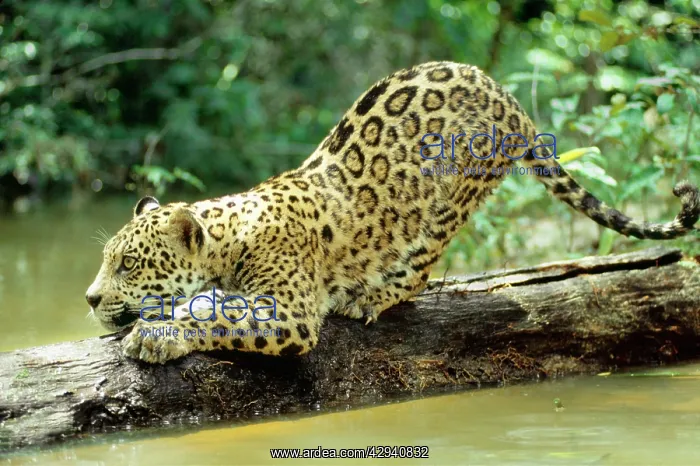 : Jaguar - sub-adult, scratching log : Jaguar - sub-adult, scratching log