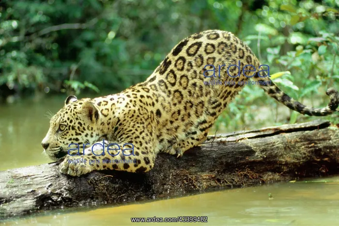 : Jaguar - sub-adult, scratching log : Jaguar - sub-adult, scratching log