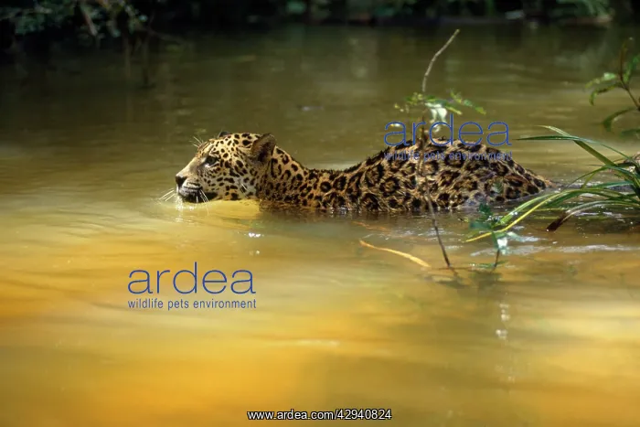 : Jaguar - swimimg across creek, in the wild : Jaguar - swimimg across creek, in the wild