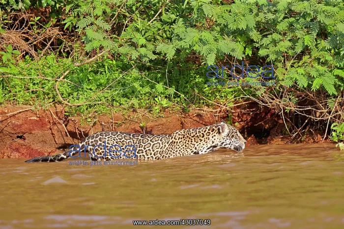 : Jaguar swimming at the edge of a river Pantanal : Jaguar swimming at the edge of a river Pantanal