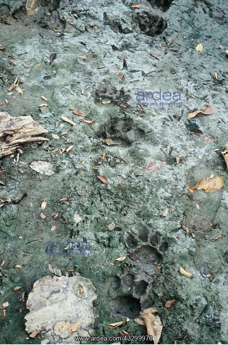 : JAGUAR - tracks : JAGUAR - tracks
