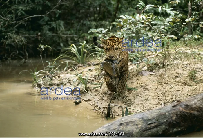 : JAGUAR - With Turtle kill : JAGUAR - With Turtle kill