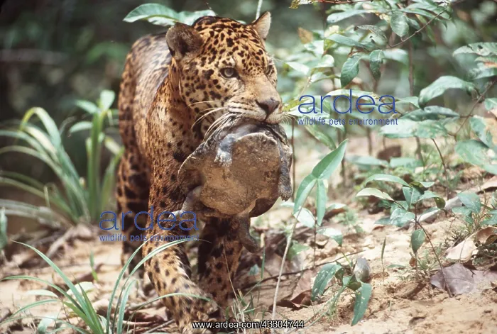 : Jaguar - with turtle kill in mouth : Jaguar - with turtle kill in mouth