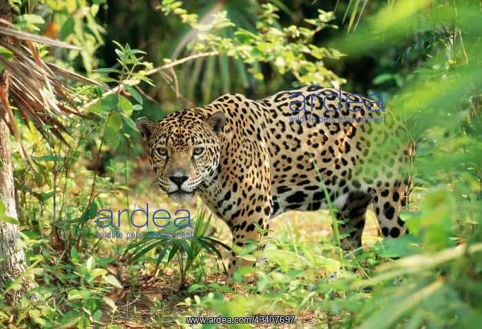 : JAGUAR - side view, stalking : JAGUAR - side view, stalking