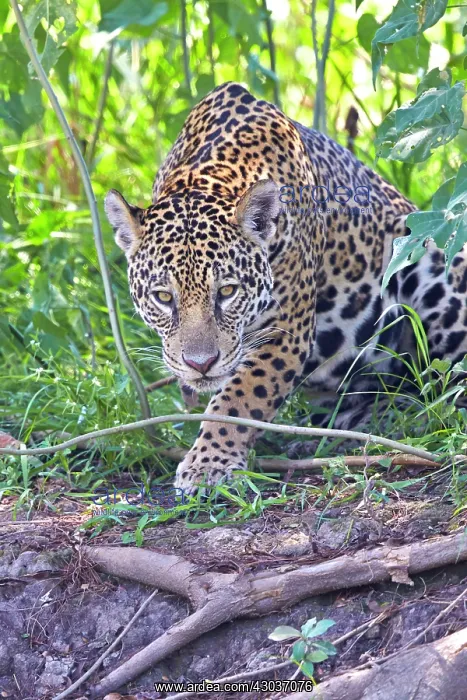 : Jaguar walking on the edge of a river Pantanal area : Jaguar walking on the edge of a river Pantanal area