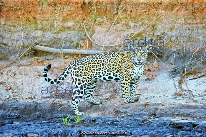 : Jaguar walking Pantanal area Mato Grosso Brazil : Jaguar walking Pantanal area Mato Grosso Brazil