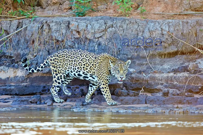 : Jaguar walking Pantanal area Mato Grosso Brazil : Jaguar walking Pantanal area Mato Grosso Brazil