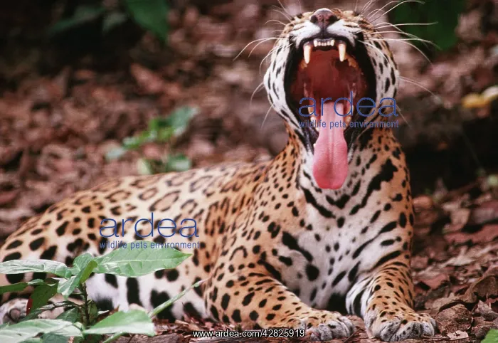 : JAGUAR - yawning : JAGUAR - yawning