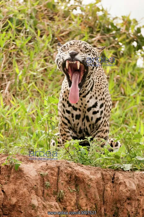 : Jaguar yawning on river bank : Jaguar yawning on river bank