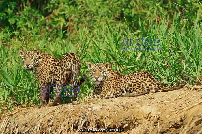 : Two Jaguars (Panthera onca), male, lying on the : Two Jaguars (Panthera onca), male, lying on the