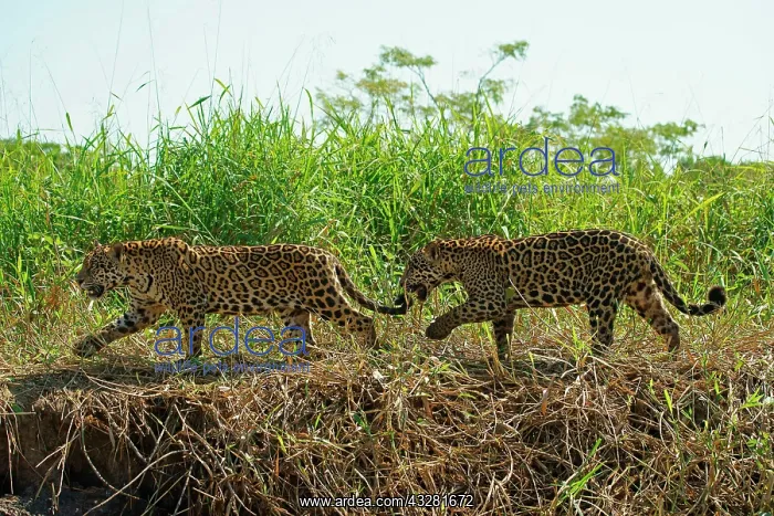 : Two Jaguars (Panthera onca), male, walking on riverbank : Two Jaguars (Panthera onca), male, walking on riverbank