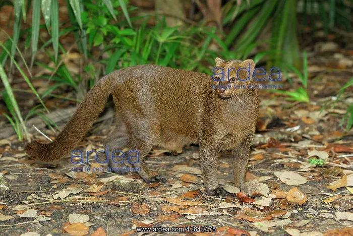  : Jaguarundi