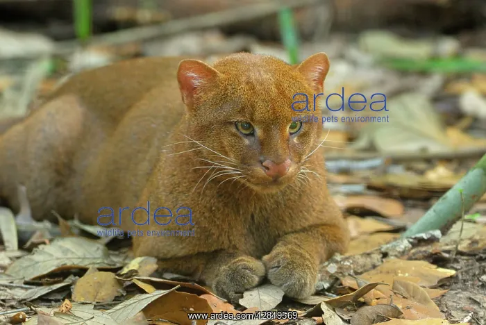  : Jaguarundi