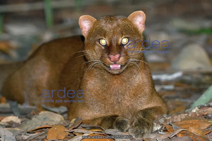  : Jaguarundi