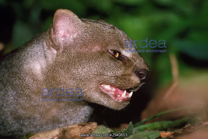 : Jaguarundi : Jaguarundi