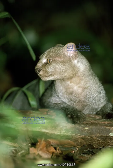 : Jaguarundi : Jaguarundi