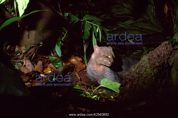 : Jaguarundi : Jaguarundi