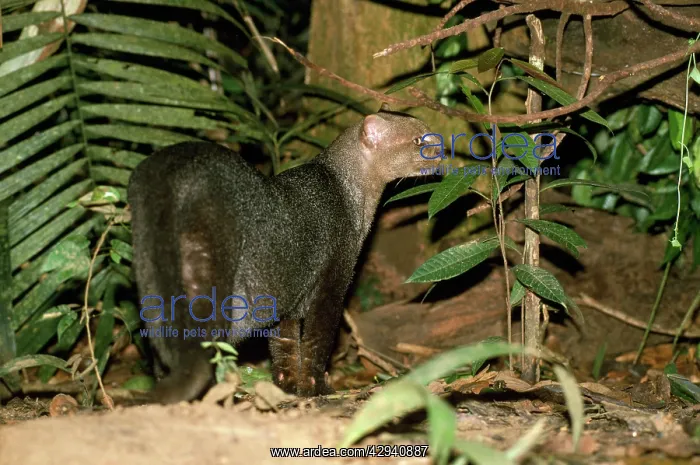 : Jaguarundi : Jaguarundi