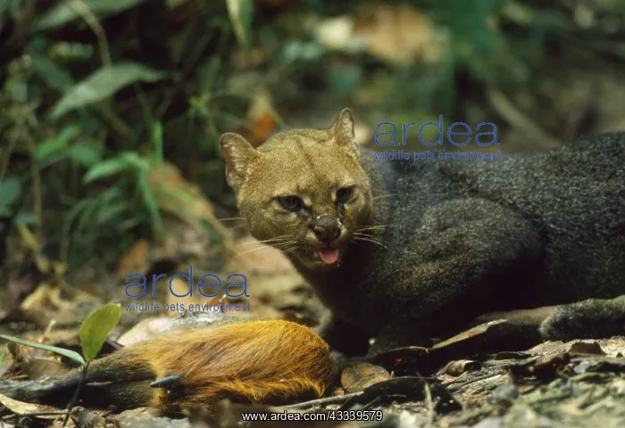 : Jaguarundi - with Agouti kill : Jaguarundi - with Agouti kill
