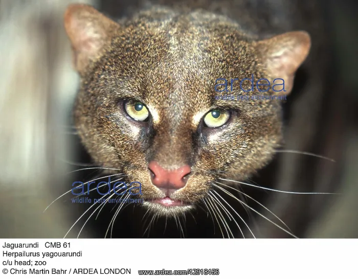  : JAGUARUNDI - close-up of head