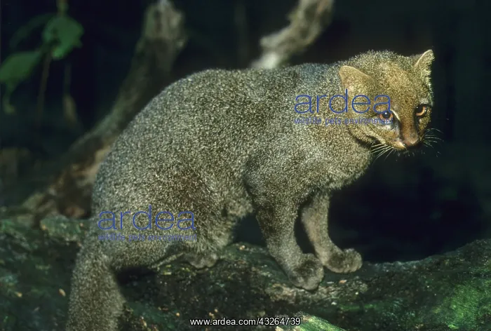 : Jaguarundi, (Herpailurus yagaouroundi) : Jaguarundi, (Herpailurus yagaouroundi)