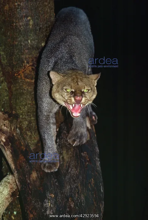 : Jaguarundi - hunting at night : Jaguarundi - hunting at night