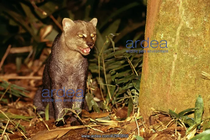 : JAGUARUNDI - at night : JAGUARUNDI - at night