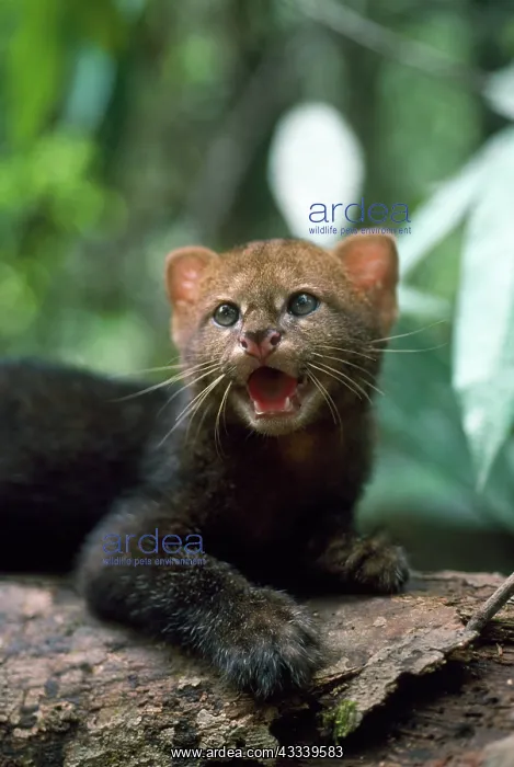 : Jaguarundi - three week old kitten : Jaguarundi - three week old kitten
