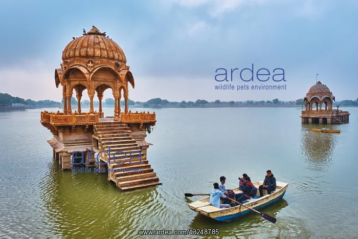 : Jaisalmer, India, November 16, 2019: Tourists in : Jaisalmer, India, November 16, 2019: Tourists in