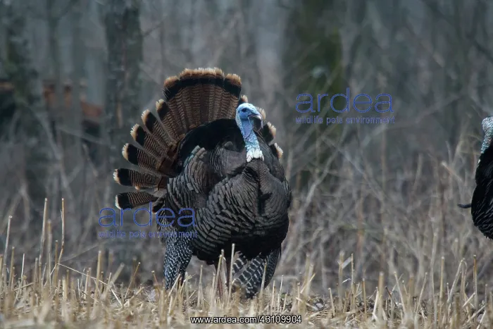 : Jake Eastern Wild Turkey : Jake Eastern Wild Turkey