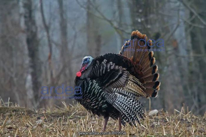 : Jake Eastern Wild Turkey : Jake Eastern Wild Turkey