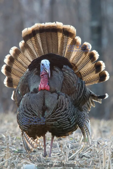 : Jake Eastern Wild Turkey : Jake Eastern Wild Turkey