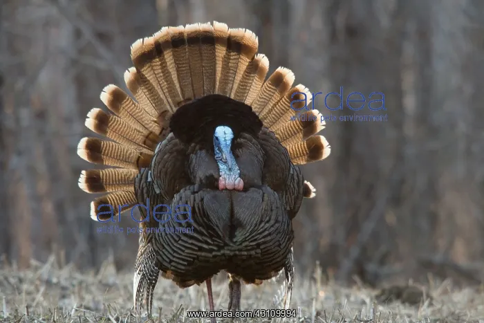 : Jake Eastern Wild Turkey : Jake Eastern Wild Turkey