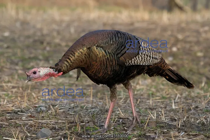 : Jake Eastern Wild Turkey : Jake Eastern Wild Turkey