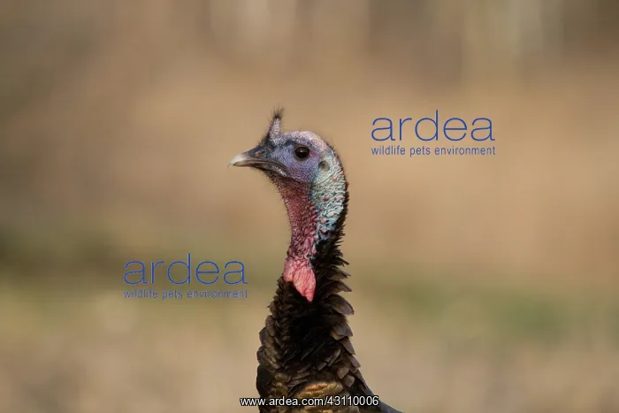 : Jake Eastern Wild Turkey : Jake Eastern Wild Turkey