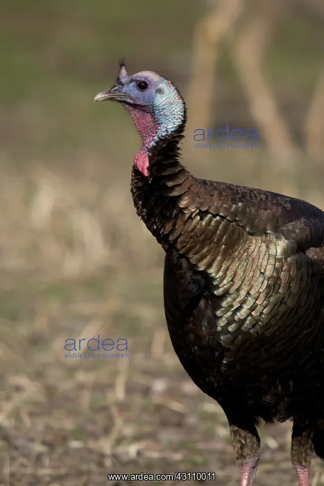 : Jake Eastern Wild Turkey : Jake Eastern Wild Turkey