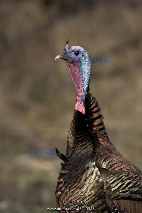 : Jake Eastern Wild Turkey : Jake Eastern Wild Turkey