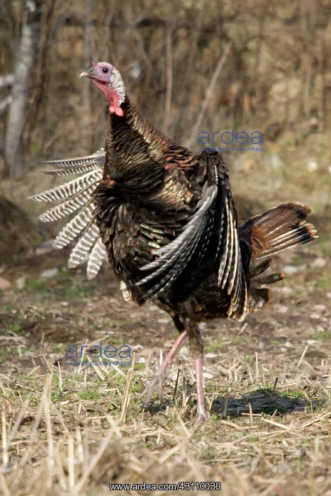 : Jake Eastern Wild Turkey : Jake Eastern Wild Turkey