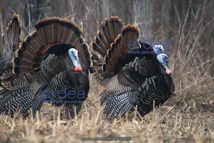 : Jake Eastern Wild Turkeys : Jake Eastern Wild Turkeys