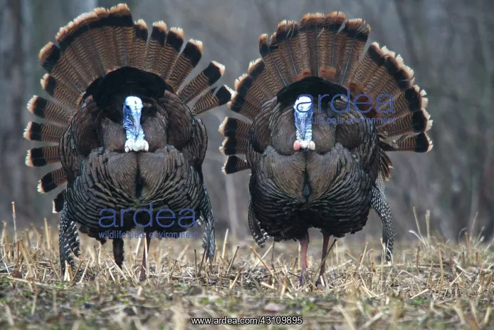 : Jake Eastern Wild Turkeys : Jake Eastern Wild Turkeys