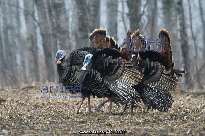 : Jake Eastern Wild Turkeys : Jake Eastern Wild Turkeys