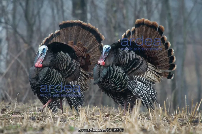 : Jake Eastern Wild Turkeys : Jake Eastern Wild Turkeys