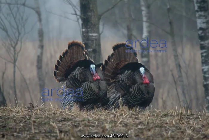 : Jake Eastern Wild Turkeys : Jake Eastern Wild Turkeys