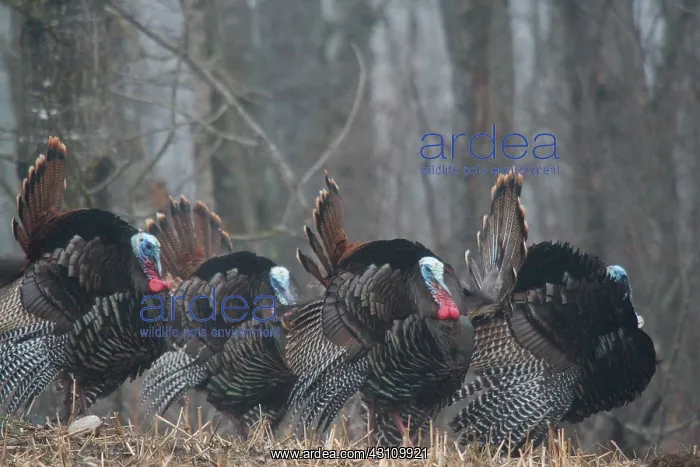 : Jake Eastern Wild Turkeys : Jake Eastern Wild Turkeys